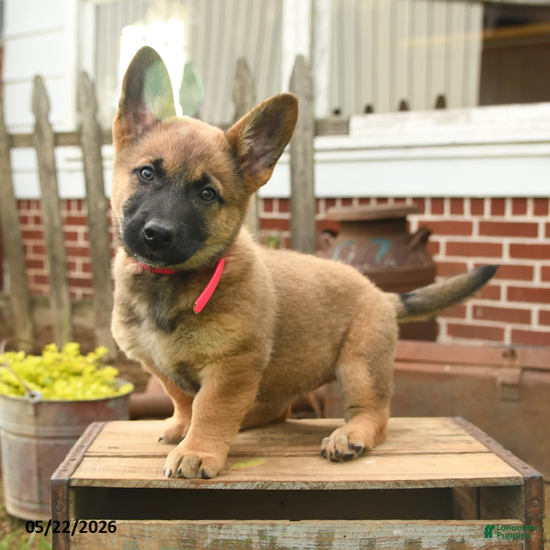 Mixed Breed dogs for sale: Tina Beth - Ad 1
