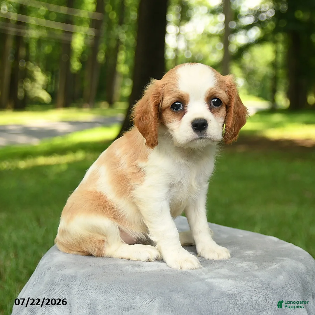 Cavalier King Charles Spaniel dogs for sale: Miley - Ad 3