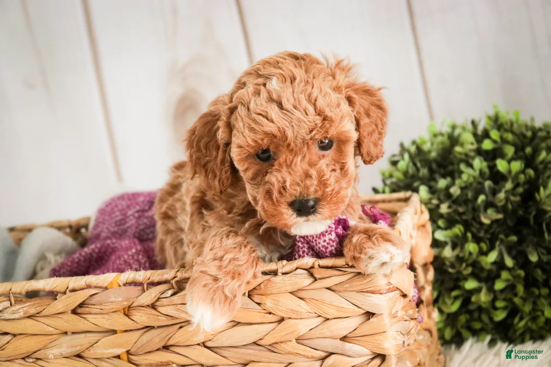 Miniature Poodle dogs for sale: Jill - Ad 2