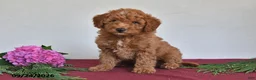 Mini Goldendoodle dogs for sale: Jefferson - Ad 5