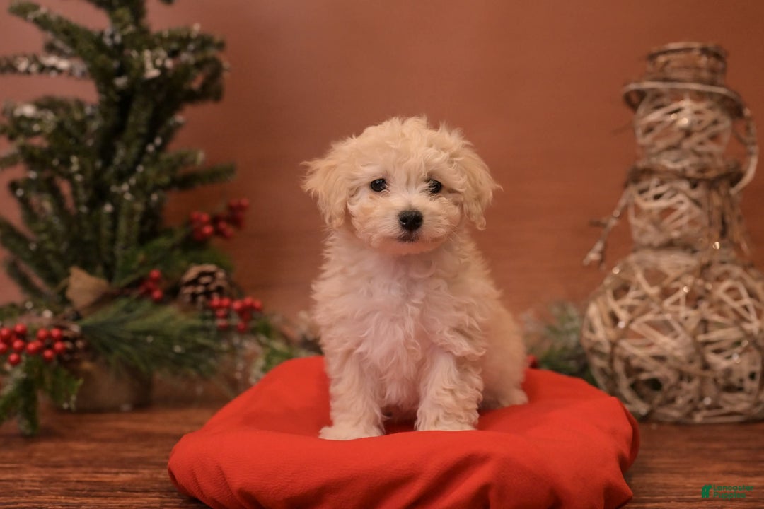 Bichpoo dogs for sale: Vlad - Ad 7