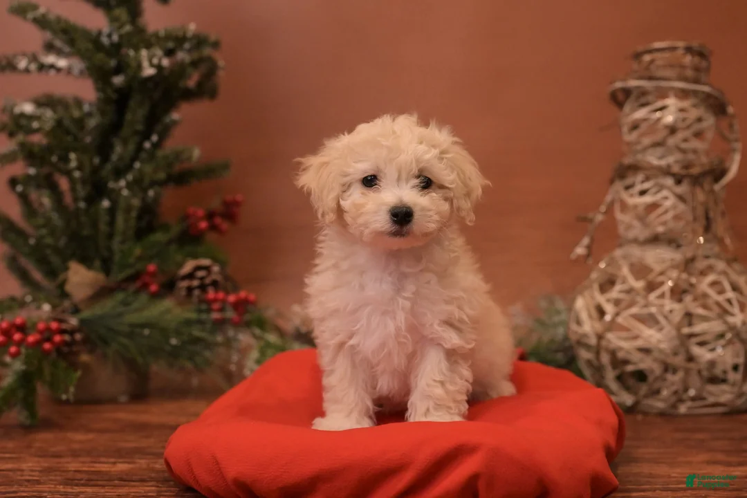 Bichpoo dogs for sale: Oh - Ad 6