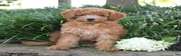 Maltipoo dogs for sale: Sunflower - Ad 10