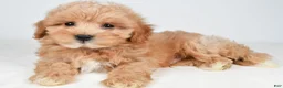 Maltipoo dogs for sale: Cash - Ad 7