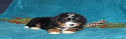 Mini Bernedoodle dogs for sale: Rover - Ad 4