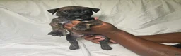 Presa Canario dogs for sale: Presa Canario 1 - Ad 2