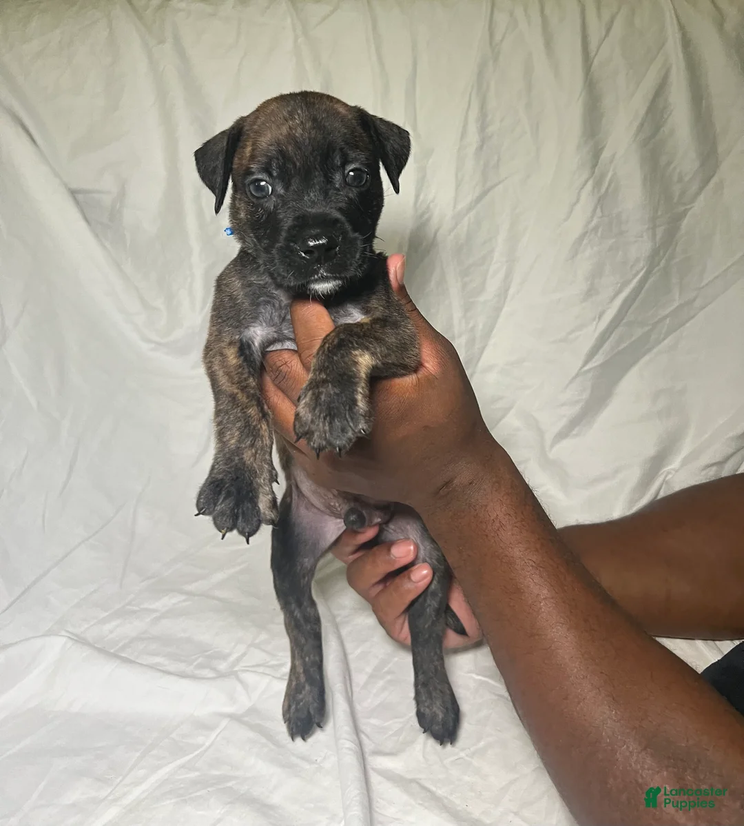 Presa Canario dogs for sale: Presa Canario 1 - Ad 2