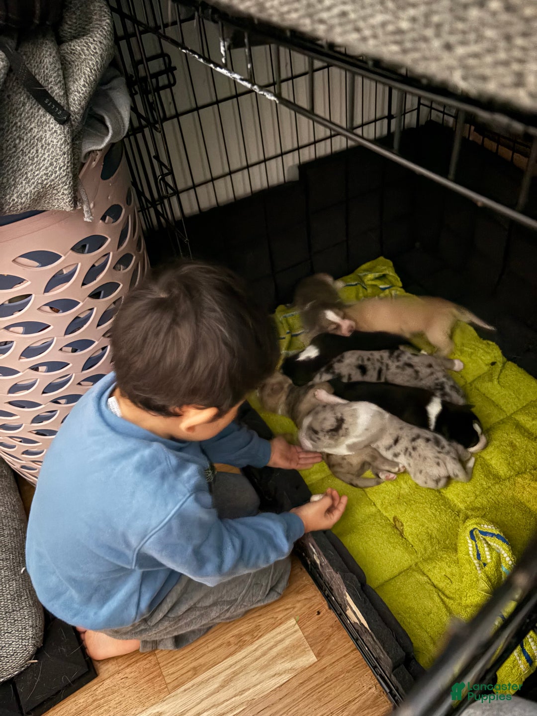 Mixed Breed dogs for sale: Neo - Dark brown Merle - Ad 2