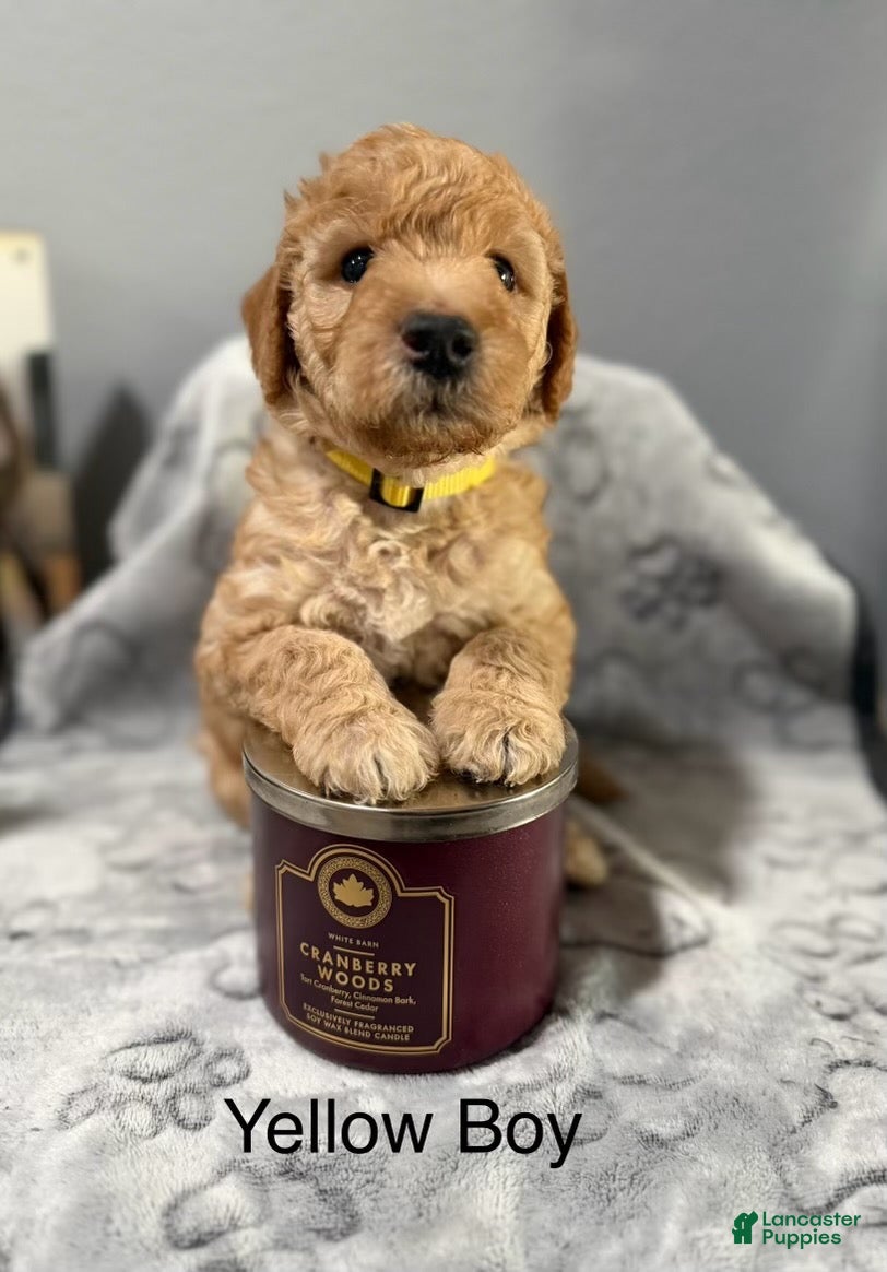 Mini Goldendoodle dogs Mini Goldendoodle 2 yellow - Ad 25