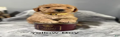 Mini Goldendoodle 2 yellow