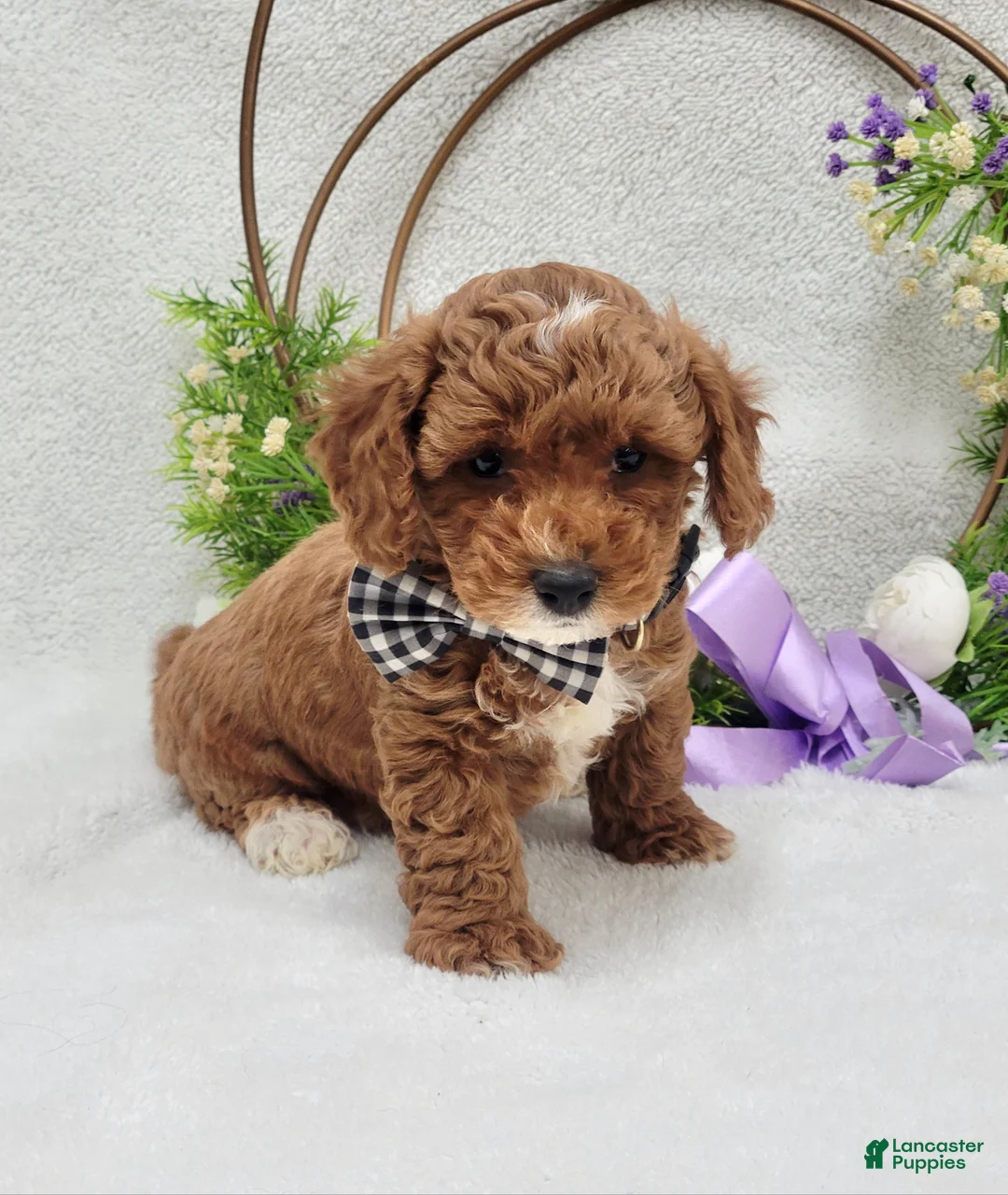 Maltipoo dogs for sale: Bentley  - Ad 10