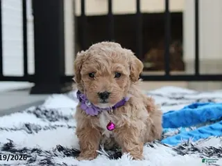 Bichpoo dogs Riley - Ad 40