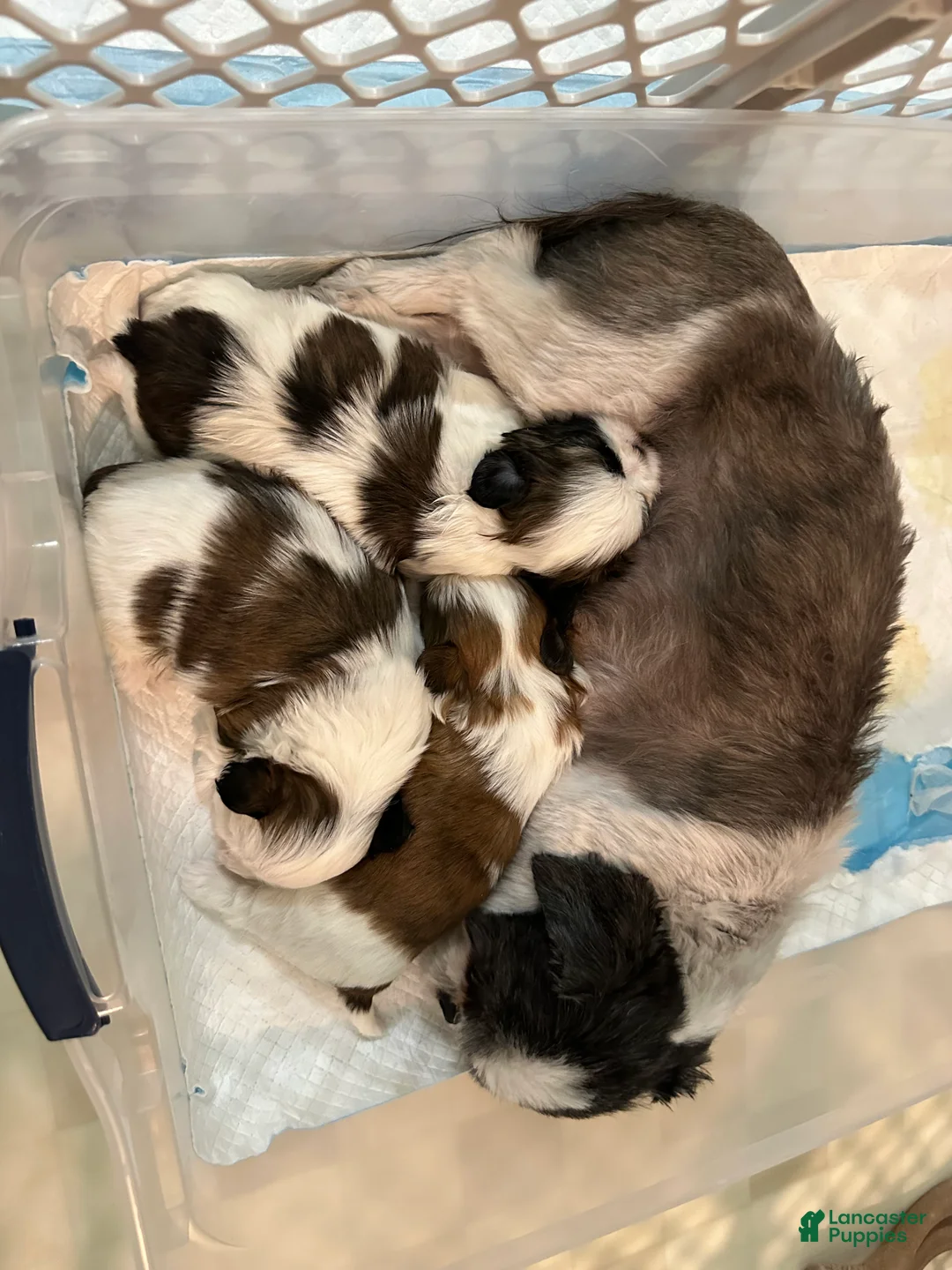Shih Tzu dogs for sale: Shih Tzu Puppy 2 - Ad 4