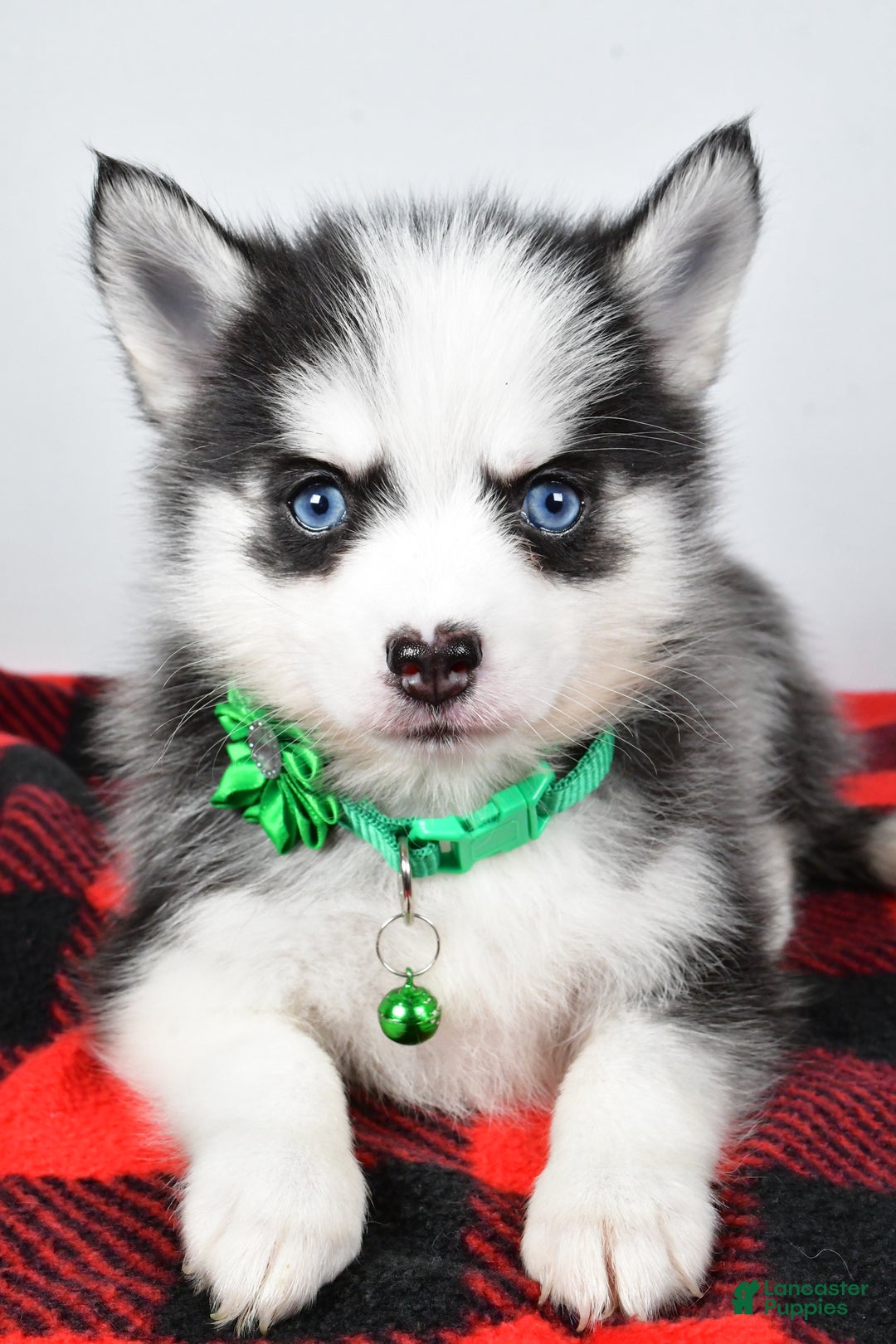 Pomsky dogs for sale: Hilda - Ad 9