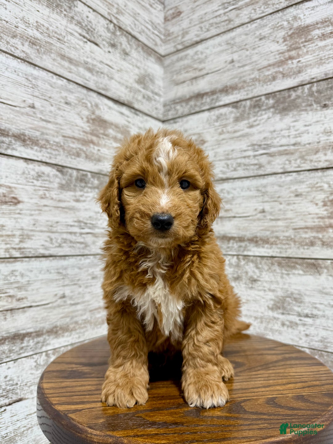 Mini Goldendoodle dogs for sale: Cole - Ad 11