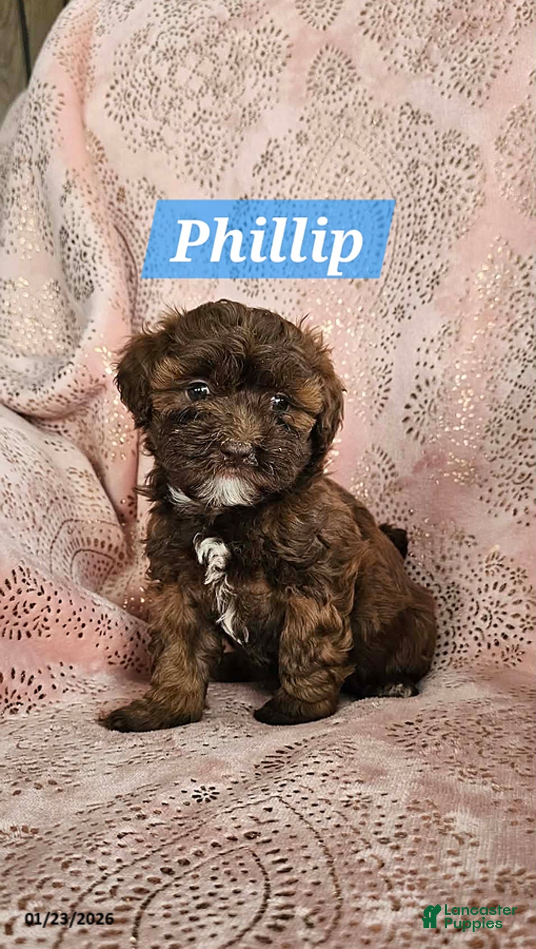 Shihpoo dogs for sale: Phillip - Ad 2
