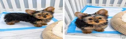 Yorkshire Terrier dogs for sale: Yorkshire Terrier 1 female tiny  - Ad 3