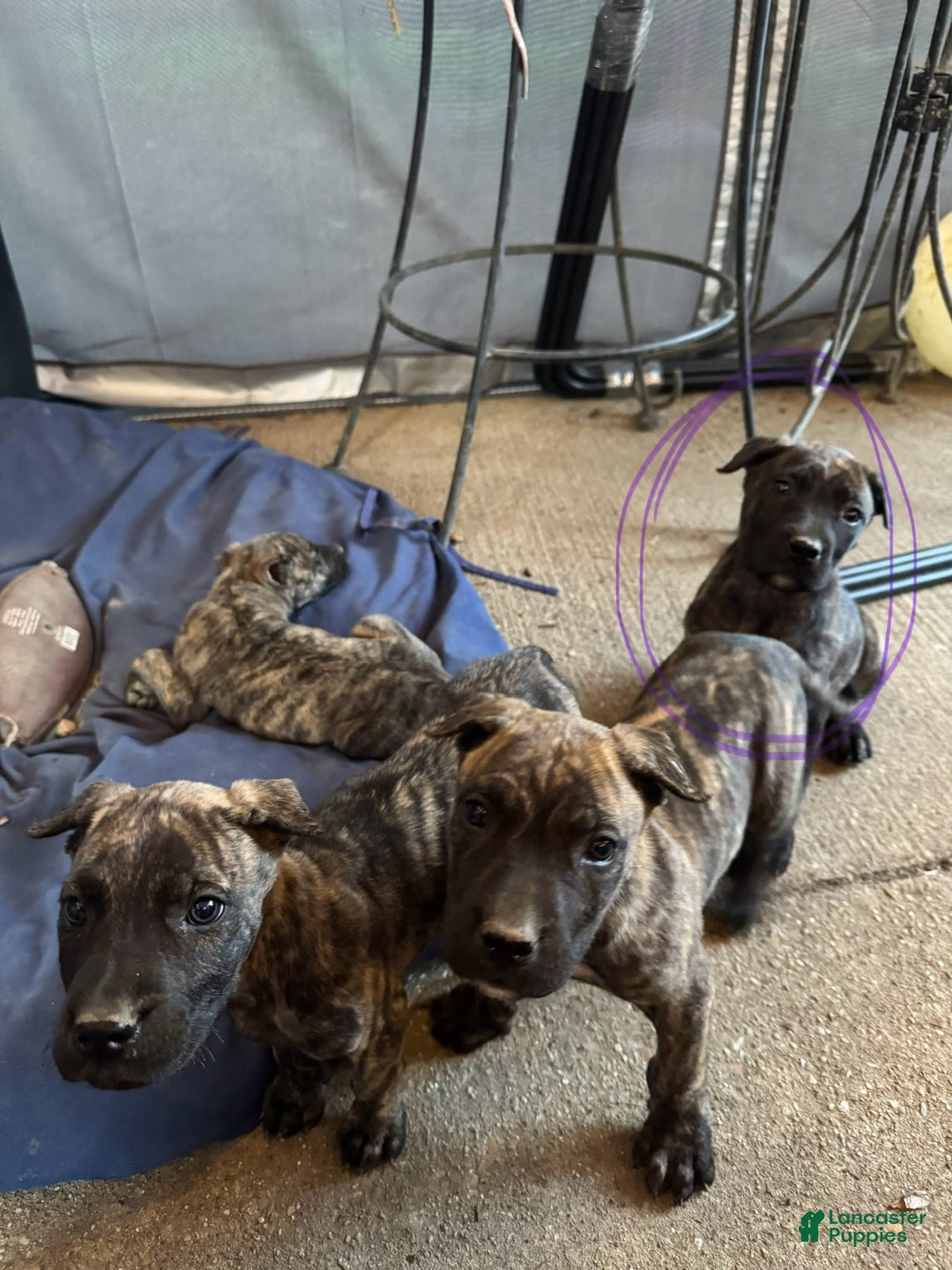 Dog Breed Presa Canario Puppies Near Me Blue Presa Canario Puppies