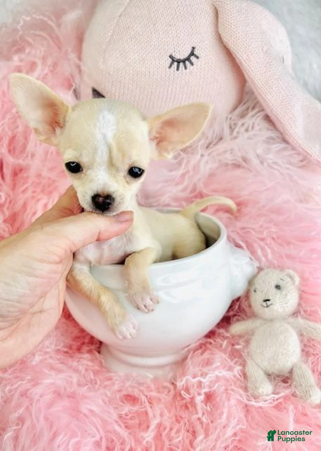 Chihuahua dogs for sale: Chihuahua Puppy 1 - Ad 1