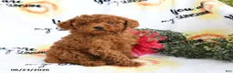 Toy Poodle dogs for sale: Carter - Ad 3