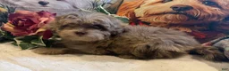 Maltipoo dogs for sale: RARE Chocolate MERLE Maltipoo Part Korean Puppy 1 - Ad 3