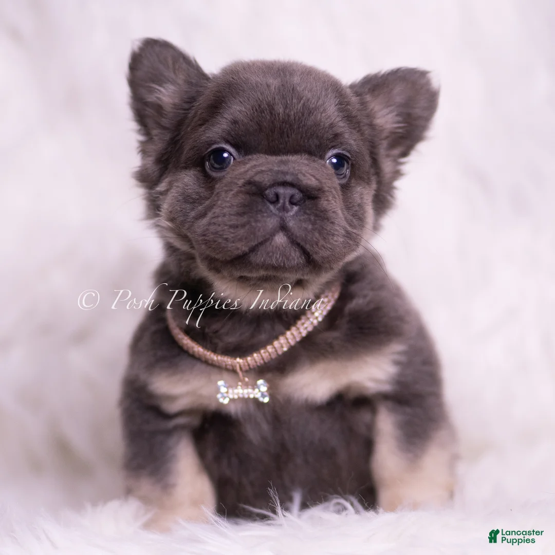 French Bulldog dogs for sale: Bougie - Ad 2
