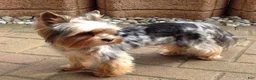 Yorkshire Terrier dogs for sale: Yo-yo blue Merle  - Ad 5