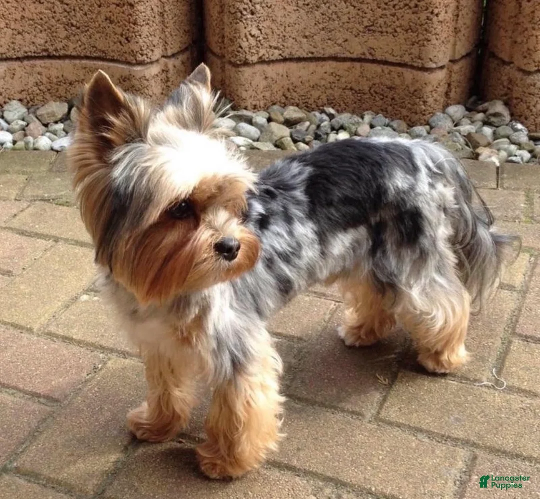 Yorkshire Terrier dogs for sale: Yo-yo blue Merle  - Ad 5