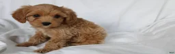 Mixed Breed dogs for sale: CavaPooChon female JANE - Ad 4