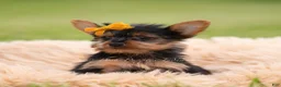 Yorkshire Terrier dogs for sale: Zeke - Ad 7