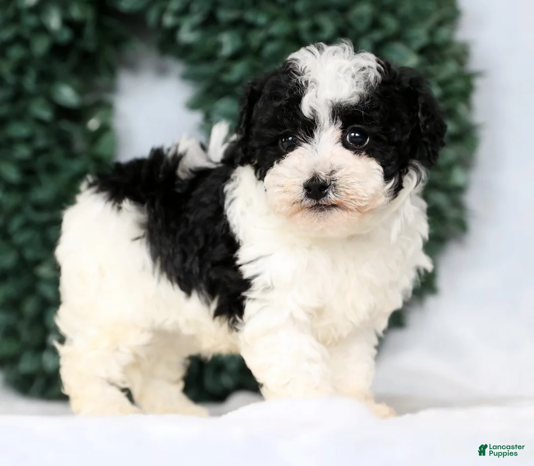 Havapoo dogs for sale: Lucas - Ad 1