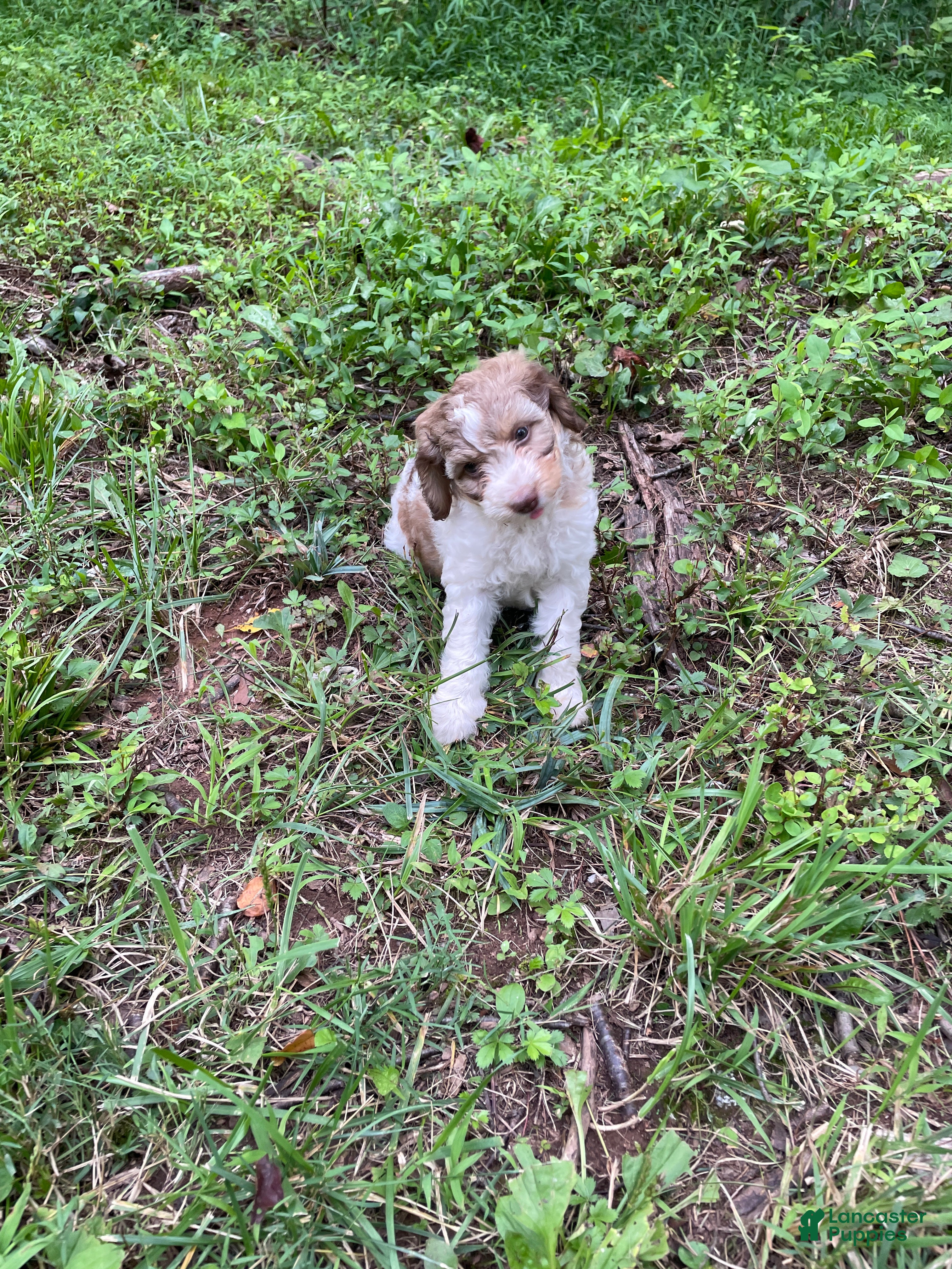 Mini Aussiedoodle dogs Coffee - Ad 1