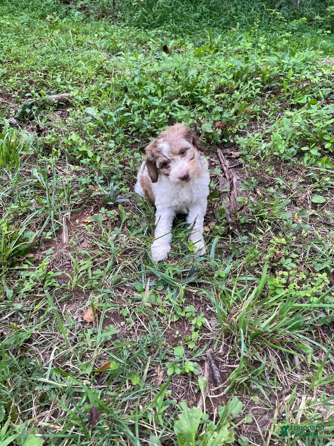 Mini Aussiedoodle dogs for sale: Coffee - Ad 1