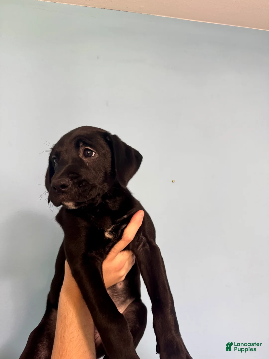Mixed Breed dogs for sale: Diesel - Ad 1