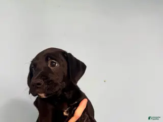 Mixed Breed dogs Diesel - Ad 4