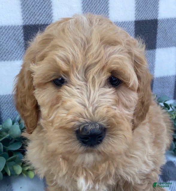 Mini Goldendoodle dogs Lester - Ad 2