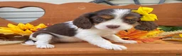 Cavalier King Charles Spaniel dogs for sale: Harper- Chocolate tri - Ad 4