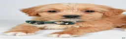 Mixed Breed dogs for sale: Thomas - Ad 6