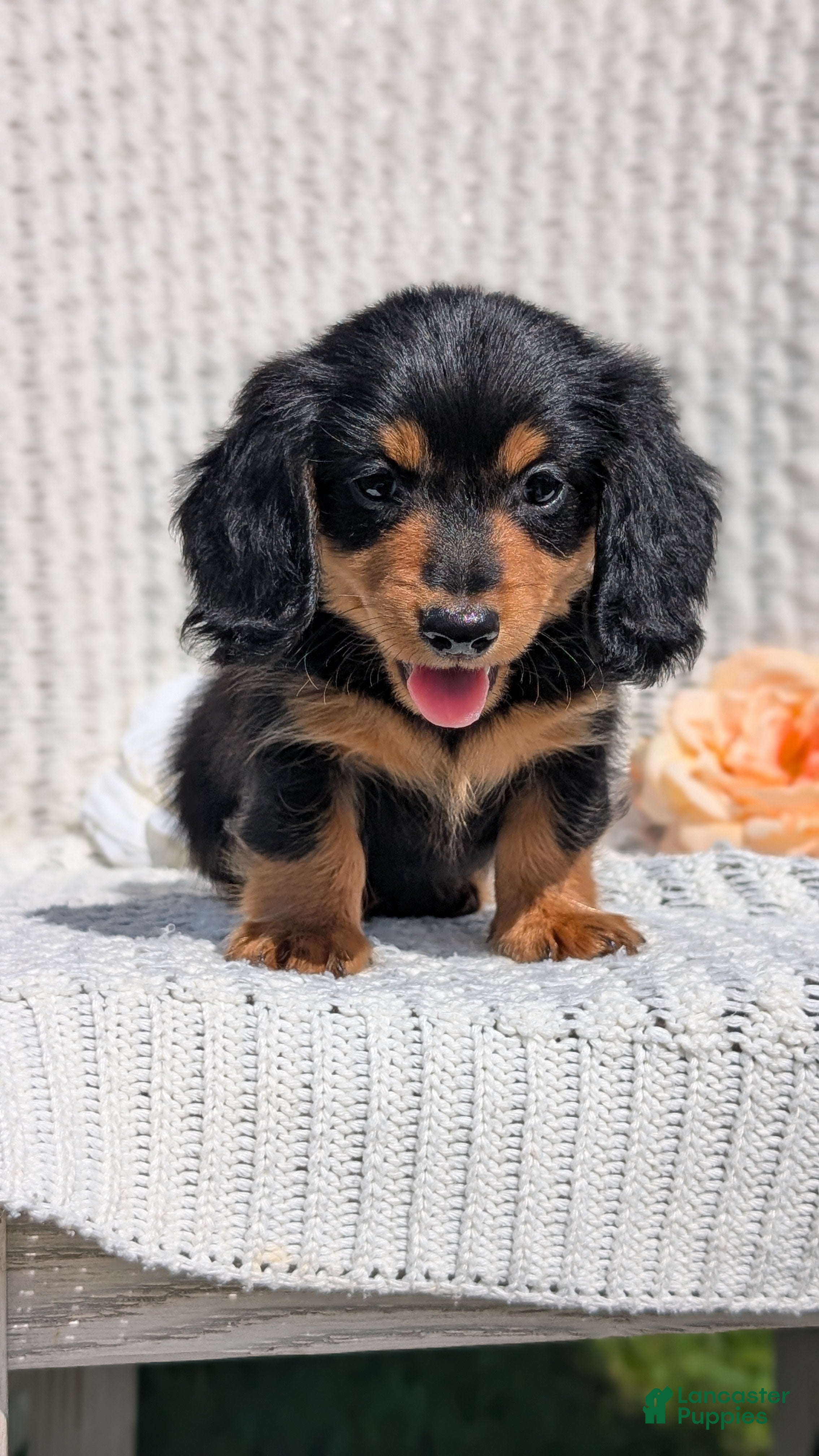 Miniature Dachshund dogs Riley - Ad 2