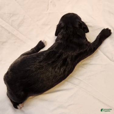Mini Aussiedoodle dogs for sale: Trixie_Female Tri-Color Possible Phantom - Ad 7