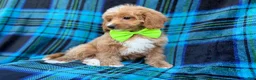 Cavapoo dogs for sale: Astor - Ad 7