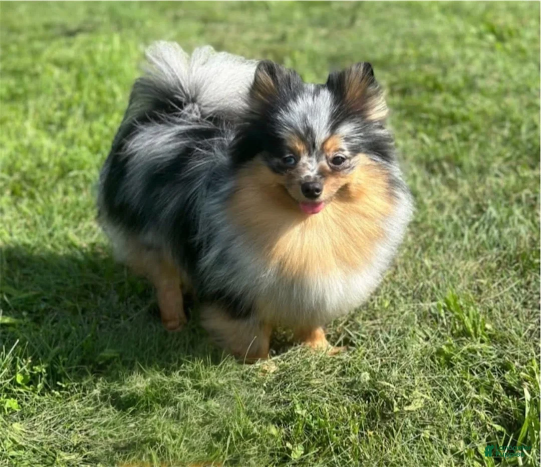 Pomeranian dogs for sale: Pomeranian Puppy 1 - Ad 3