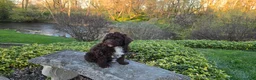 Portuguese Water Dog dogs for sale: Fargo - Ad 13