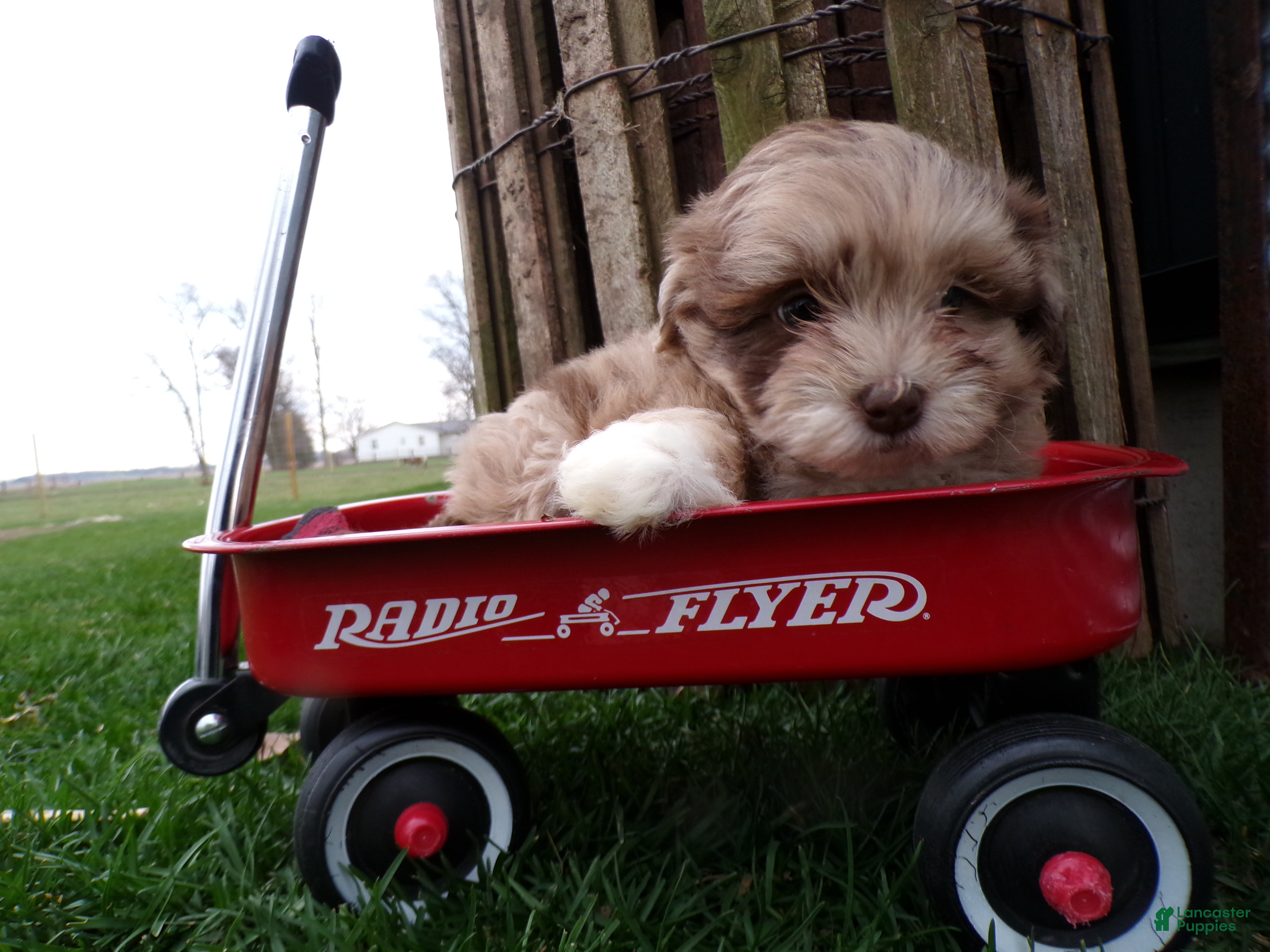 Shihpoo dogs Piper - Ad 2
