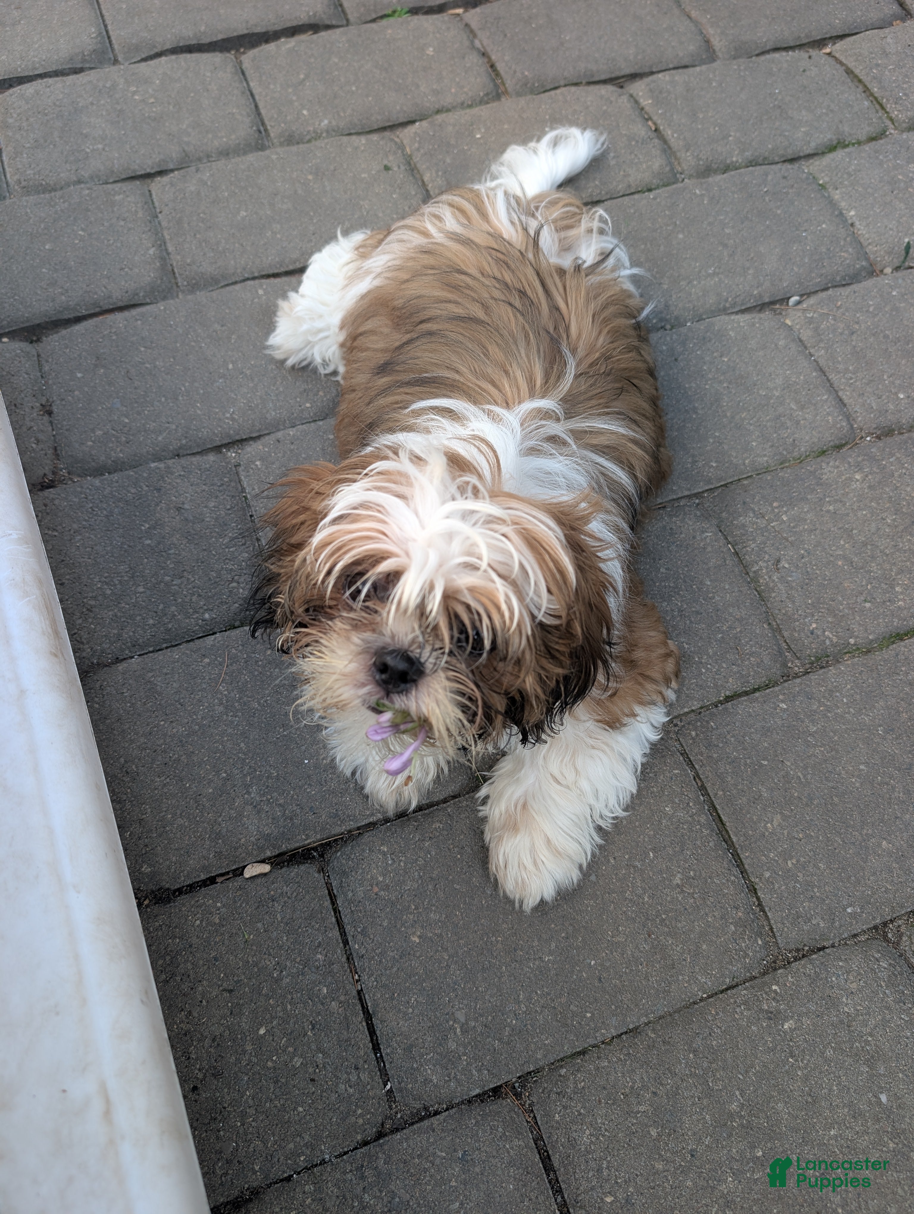 Shih Tzu dogs LIL Pink Girl - Ad 2