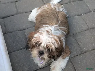 Shih Tzu dogs LIL Pink Girl - Ad 2