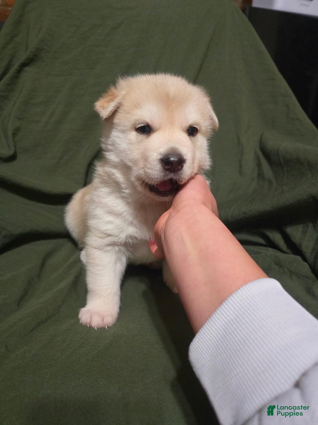 Mixed Breed dogs for sale: Chow - Ad 2