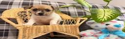 Jack Russell Terrier dogs for sale: Ketura - Ad 1
