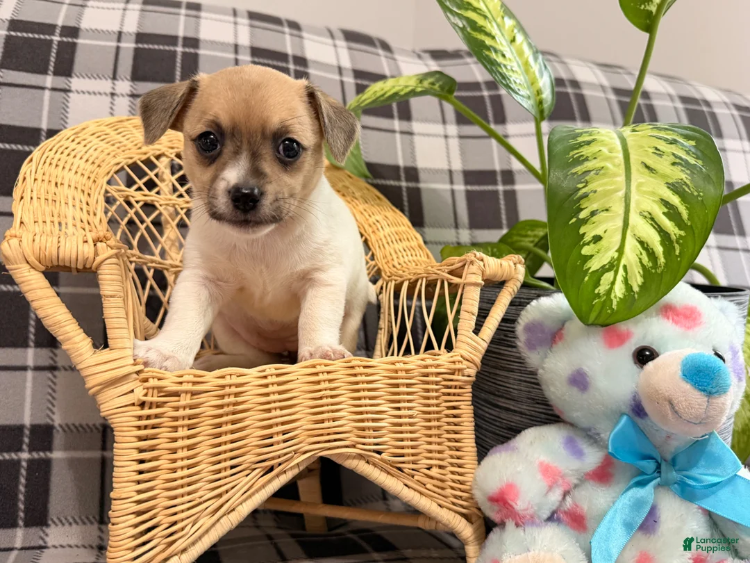 Jack Russell Terrier dogs for sale: Ketura - Ad 1
