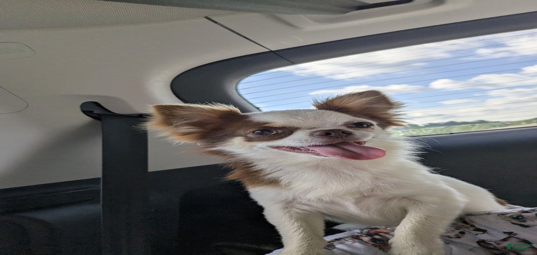 Gallery Image {{count}}